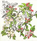 Apple Blossom by Jackie Abey, Drawing, Pen on Paper