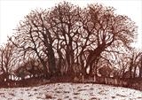 Long Meadow 1 by Jackie Abey, Drawing, Pen on Paper