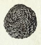 Pine Cone by Jackie Abey, Drawing, Pen on Paper