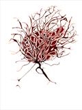 Seed Head 3 by Jackie Abey, Drawing, Pen on Paper