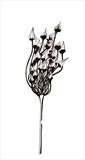 seed head 1 by Jackie Abey, Drawing, Pen on Paper